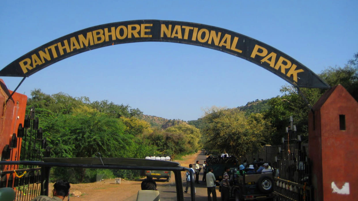 rajashtan ranthambore national park one panther died
