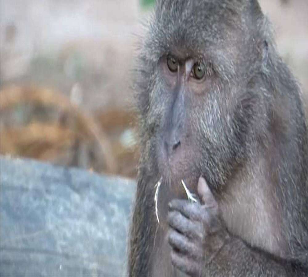 Long tailed macaques with better dental hygiene than most humans