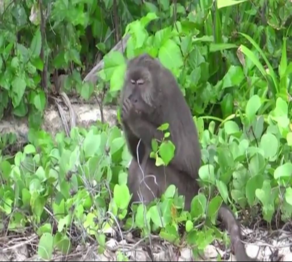 Long tailed macaques with better dental hygiene than most humans