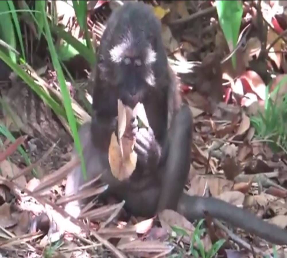 Long tailed macaques with better dental hygiene than most humans