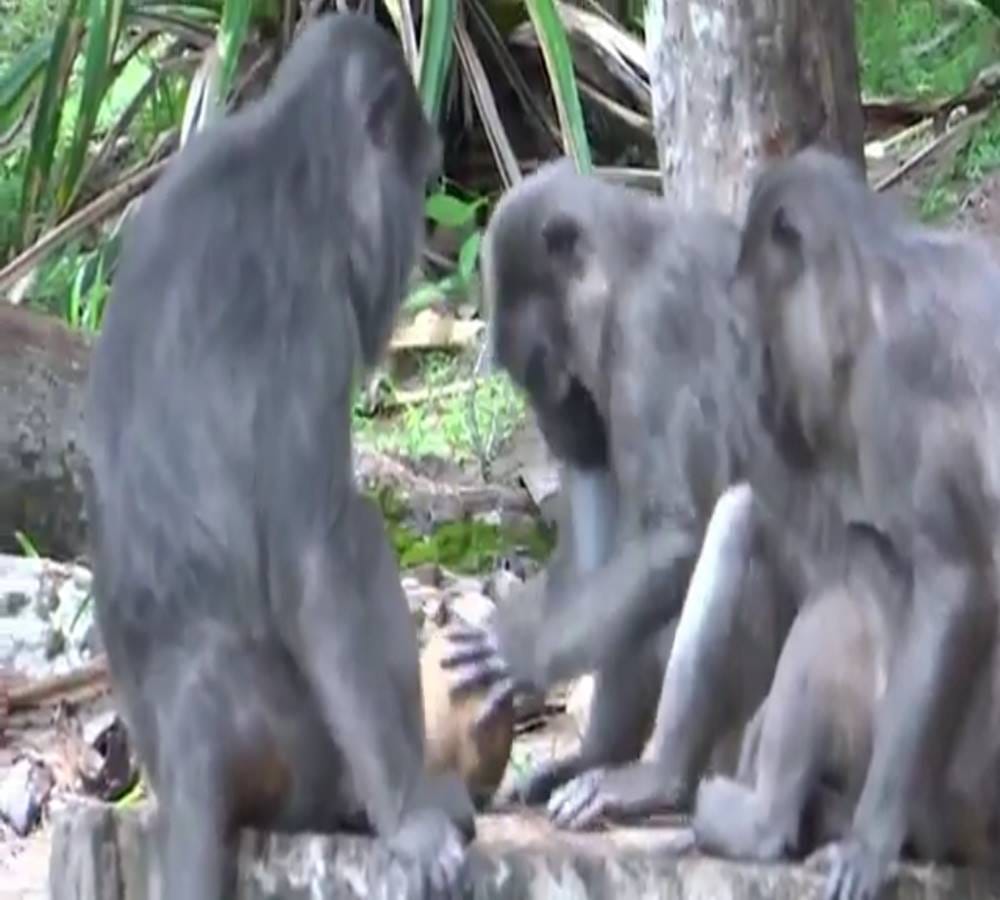 Long tailed macaques with better dental hygiene than most humans