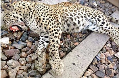 rajashtan ranthambore national park one panther died
