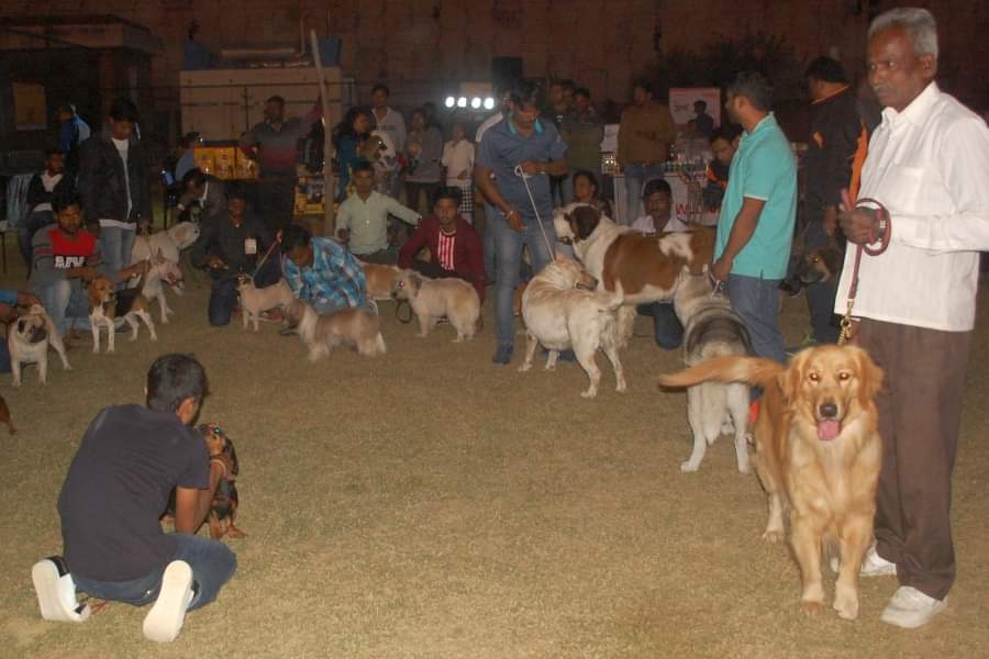 now get pet insurance for your lovely pets