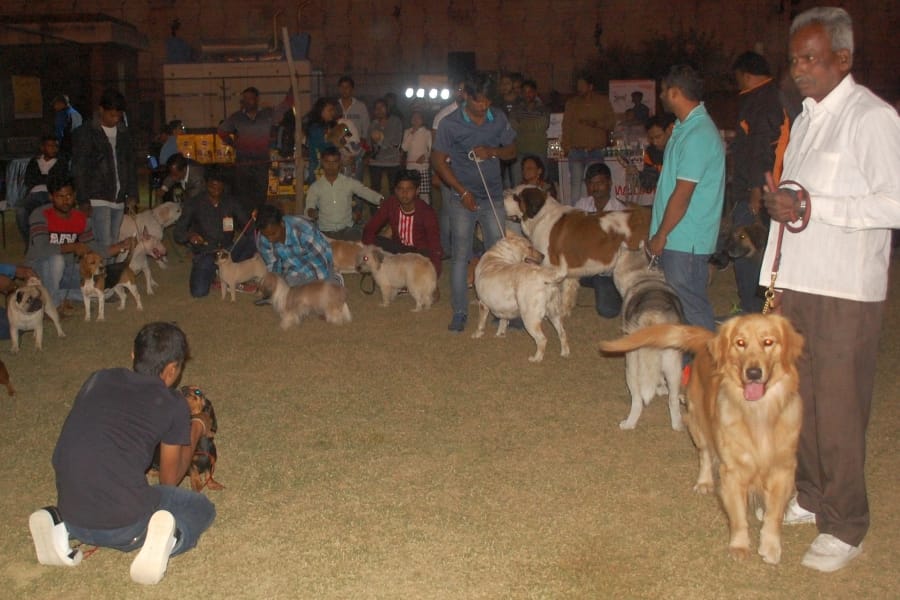pets show by amar ujala in lucknow.
