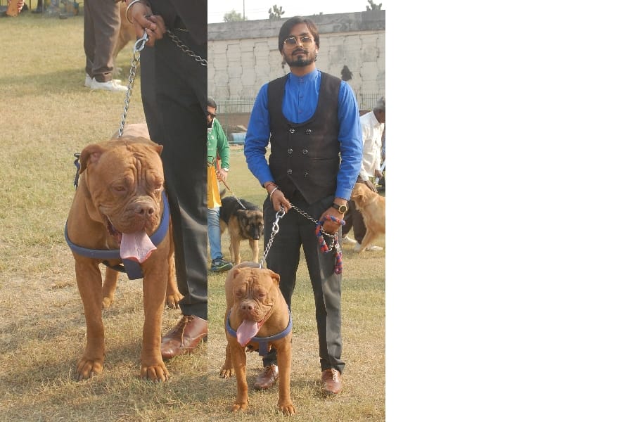 pets show by amar ujala in lucknow.