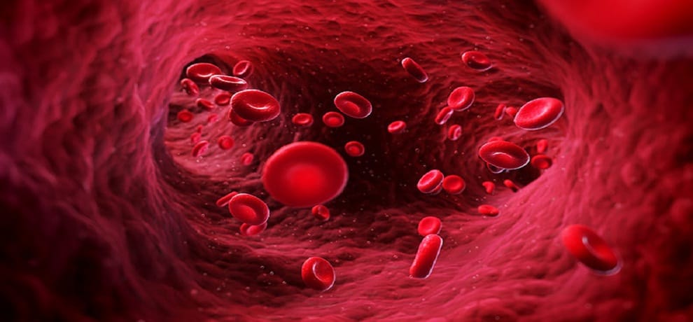 This Is Why Blood Platelet Is Important For Mammal 