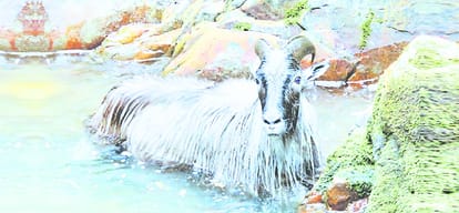 research in world heritage site great himalayan national park for research
