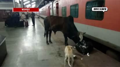 STRAY ANIMALS WANDERING AT BUSIEST KANPUR CENTRAL RAILWAY STATIONS CAUSES INJURIES TO PASSENGERS