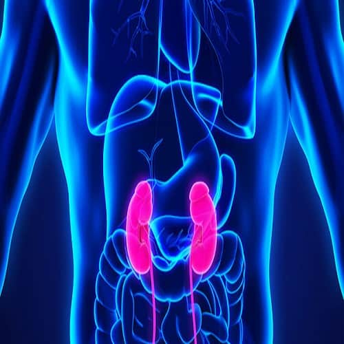 Know why blood color is reddish understand this organ system