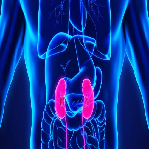Know why blood color is reddish understand this organ system