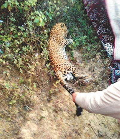 Six year leopard found in Dhapolasera