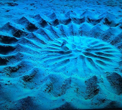 Puffer fish known the only architect Fish on earth