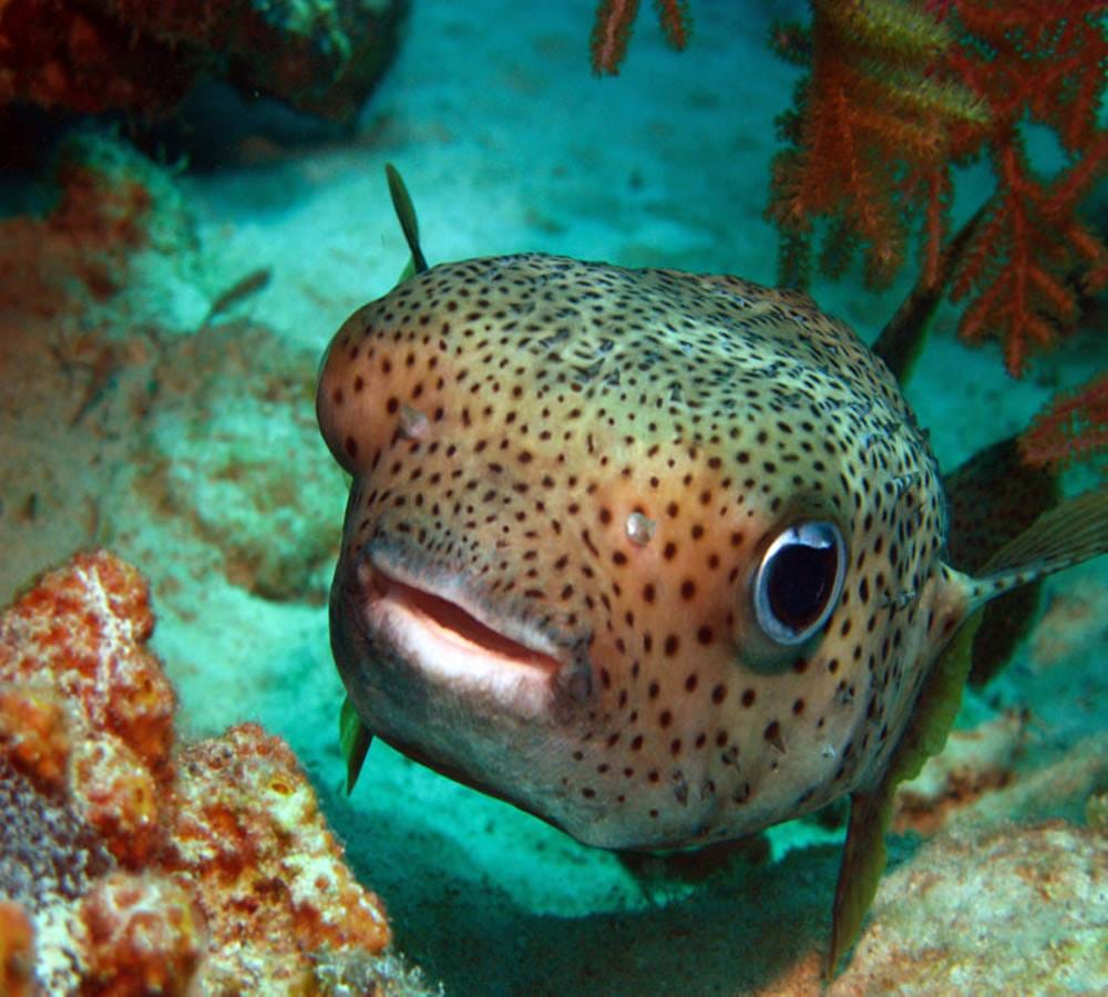Puffer fish known the only architect Fish on earth