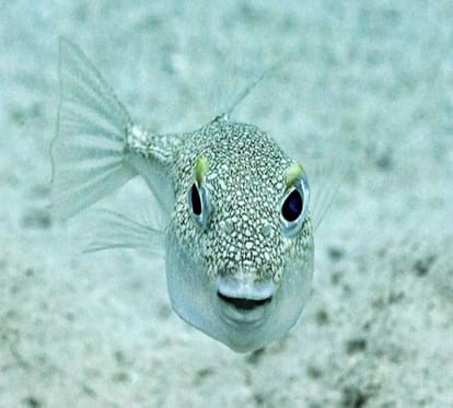Puffer fish known the only architect Fish on earth