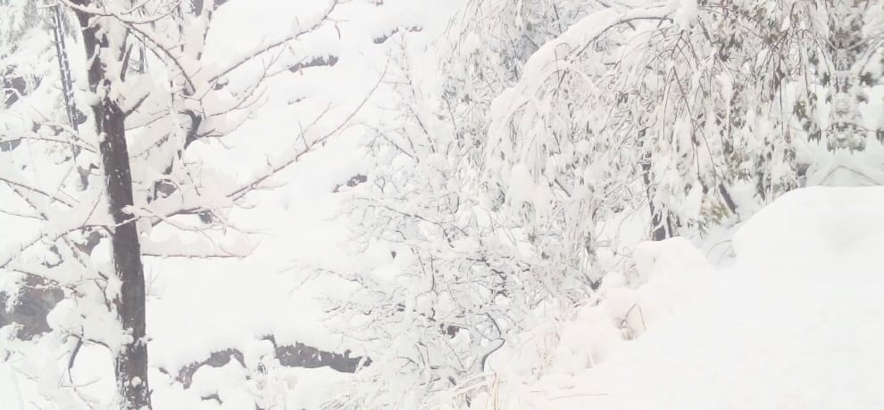 pics of fresh snowfall recorded in himachal pradesh
