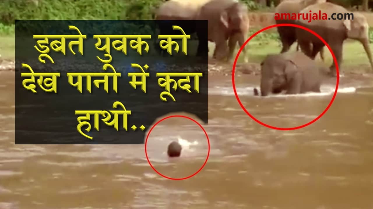 Elephant saves man from drowning in river special story