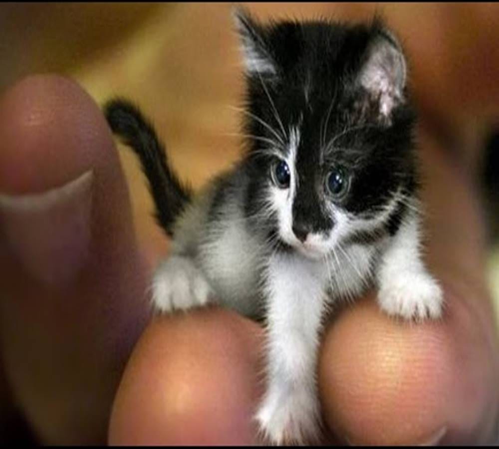 How much risk do humans and pets have with each other of coronavirus infection