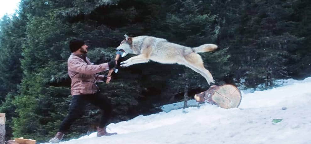 Get ready for power pack action of Tiger Zinda Hai, Where Salman Khan Takes On Blood-thirsty wolves