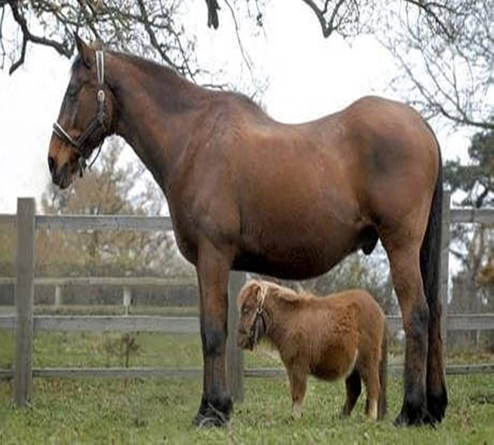 Worlds smallest donkey yet the world knowing his name 