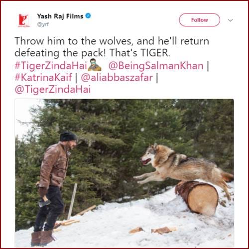 Get ready for power pack action of Tiger Zinda Hai, Where Salman Khan Takes On Blood-thirsty wolves