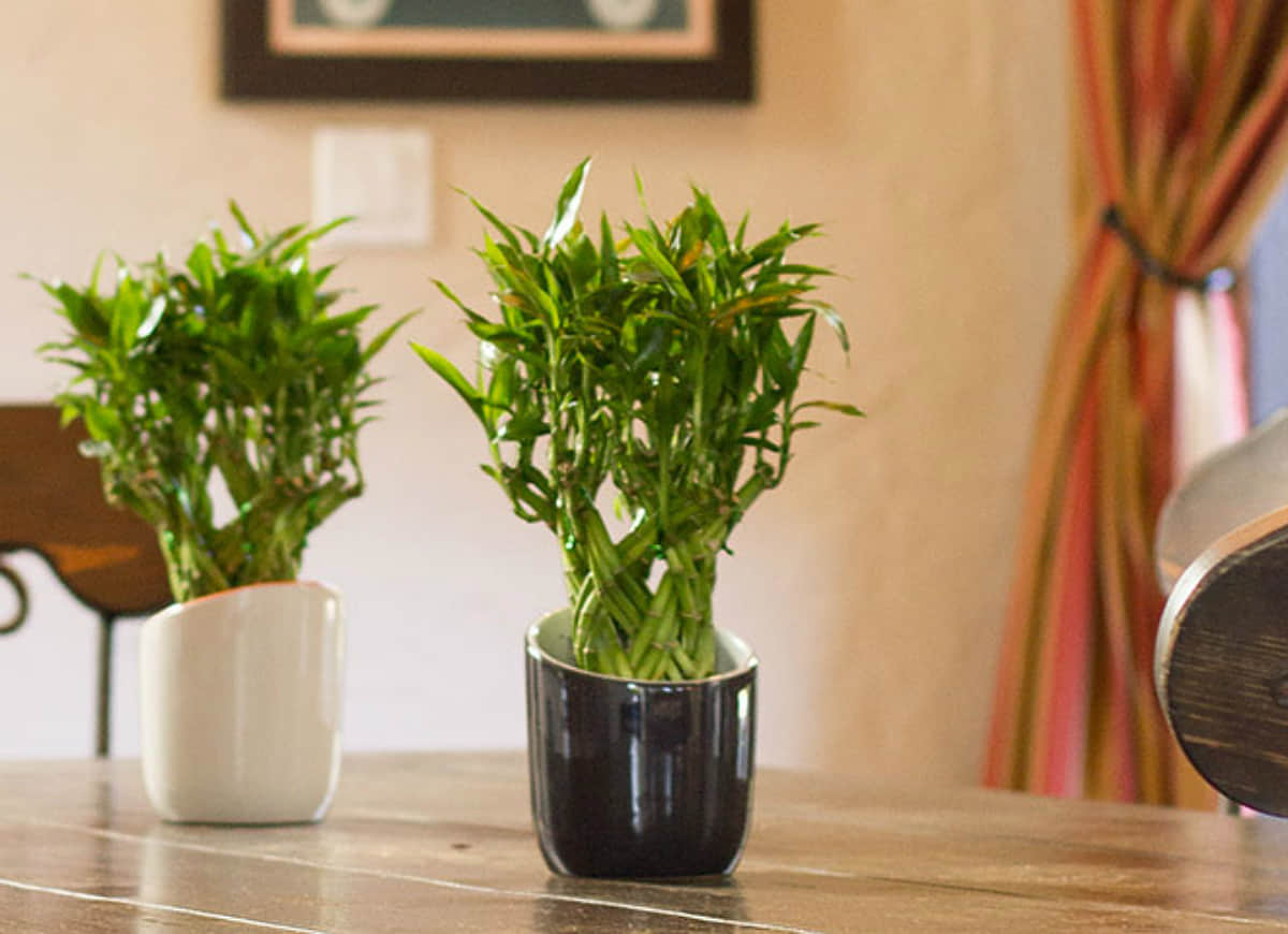 Vastu Tips tips to remove negative energy from your house