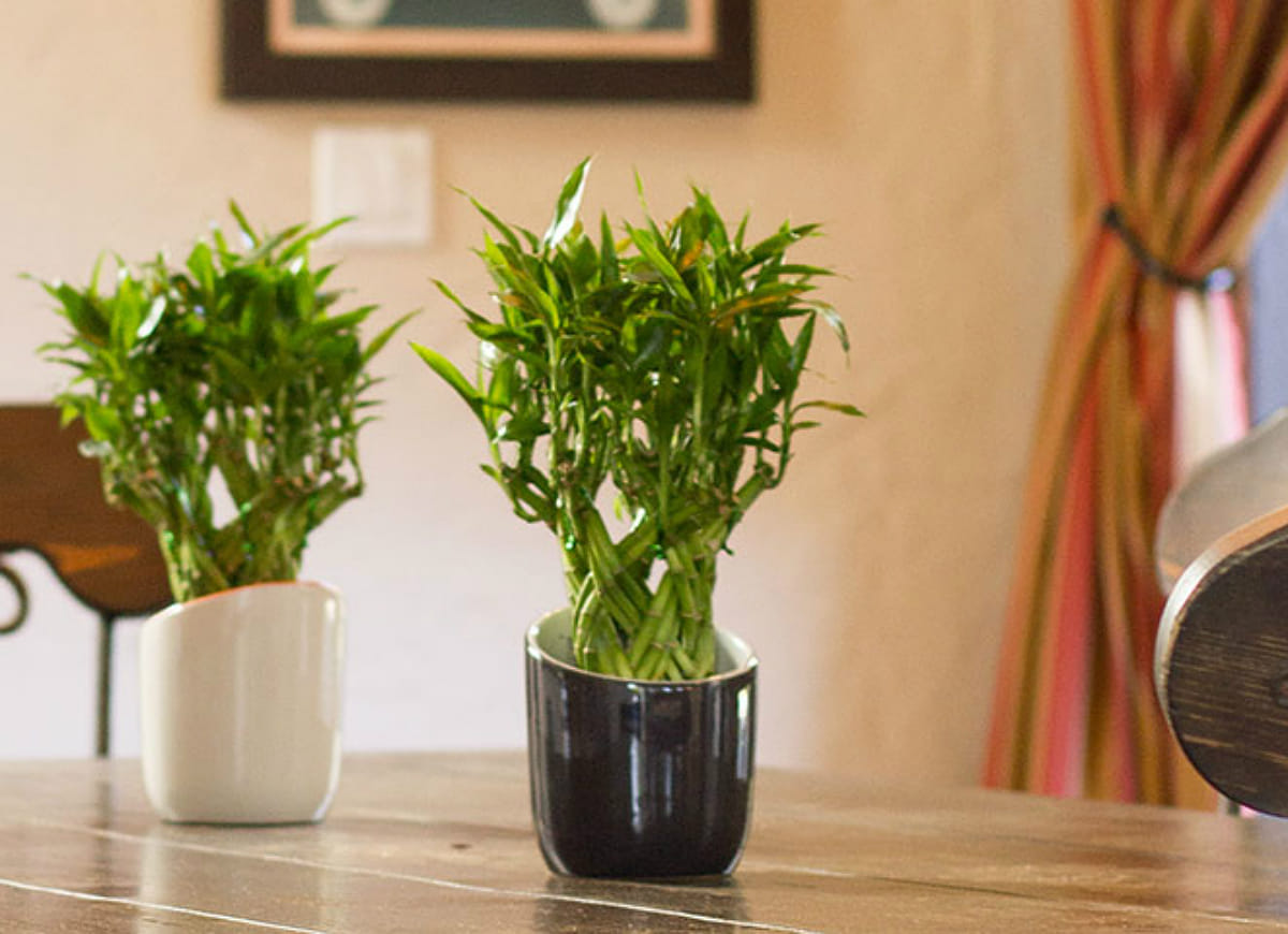Bamboo flute or bansuri can end all your problems according to vastu shastra