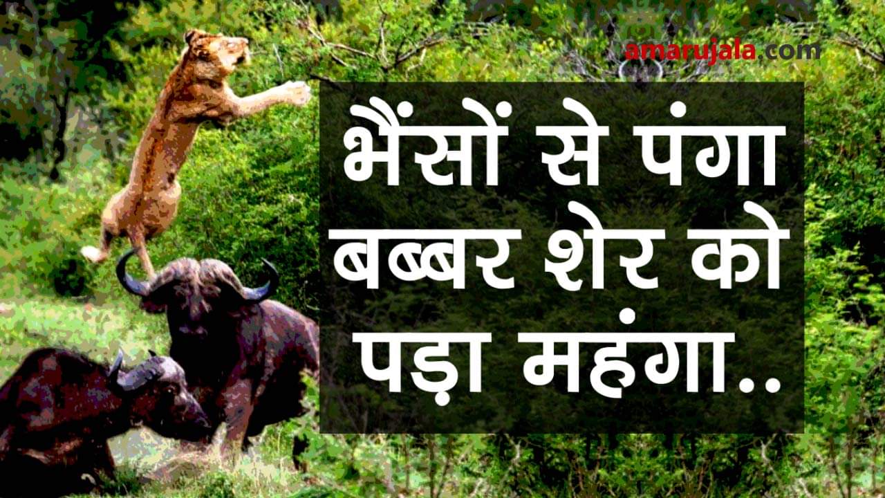 Angry herd of buffaloes kill lion the king of jungle special story