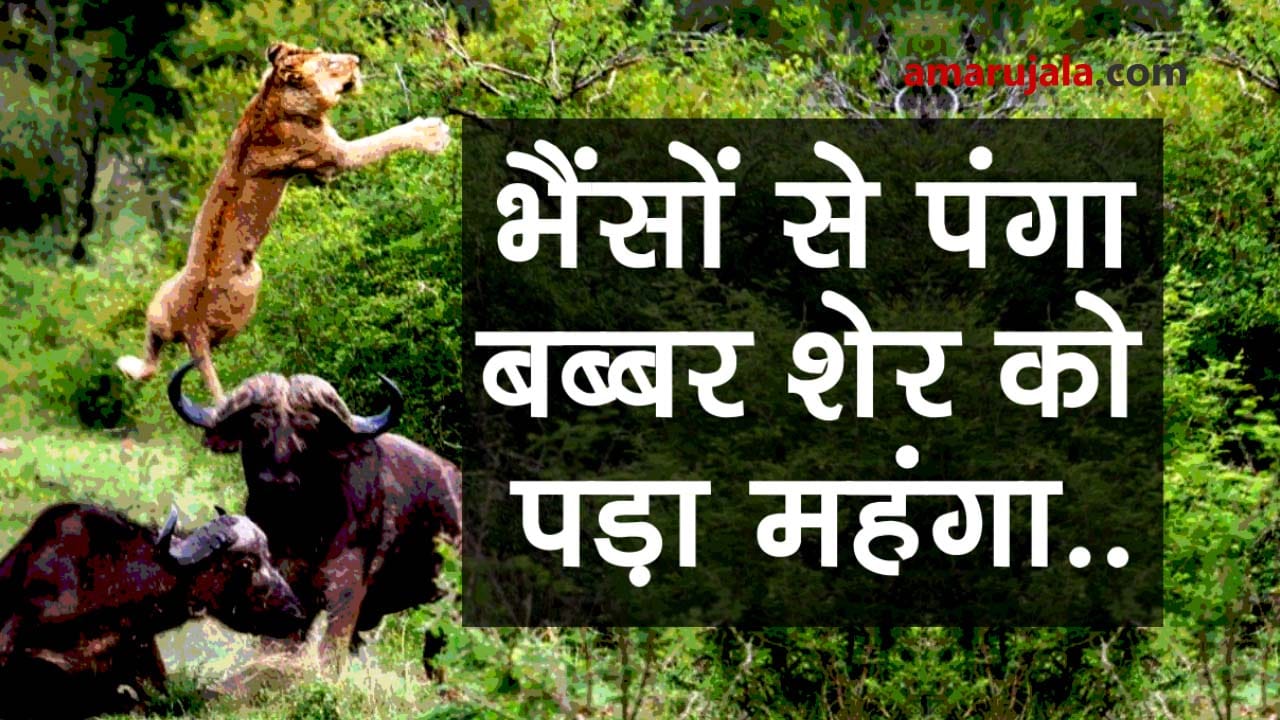 Angry herd of buffaloes kill lion the king of jungle special story