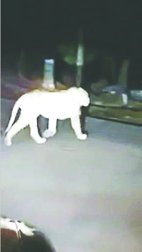 Rumor of Lion on the Delhi-Dune Highway