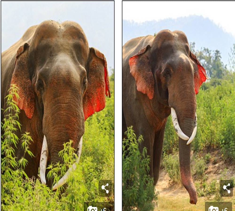 Most rare species of elephants spot in India