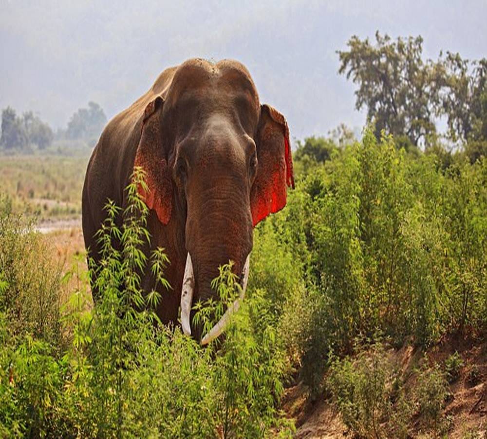 Giant wild elephant killed a woman in kotdwar