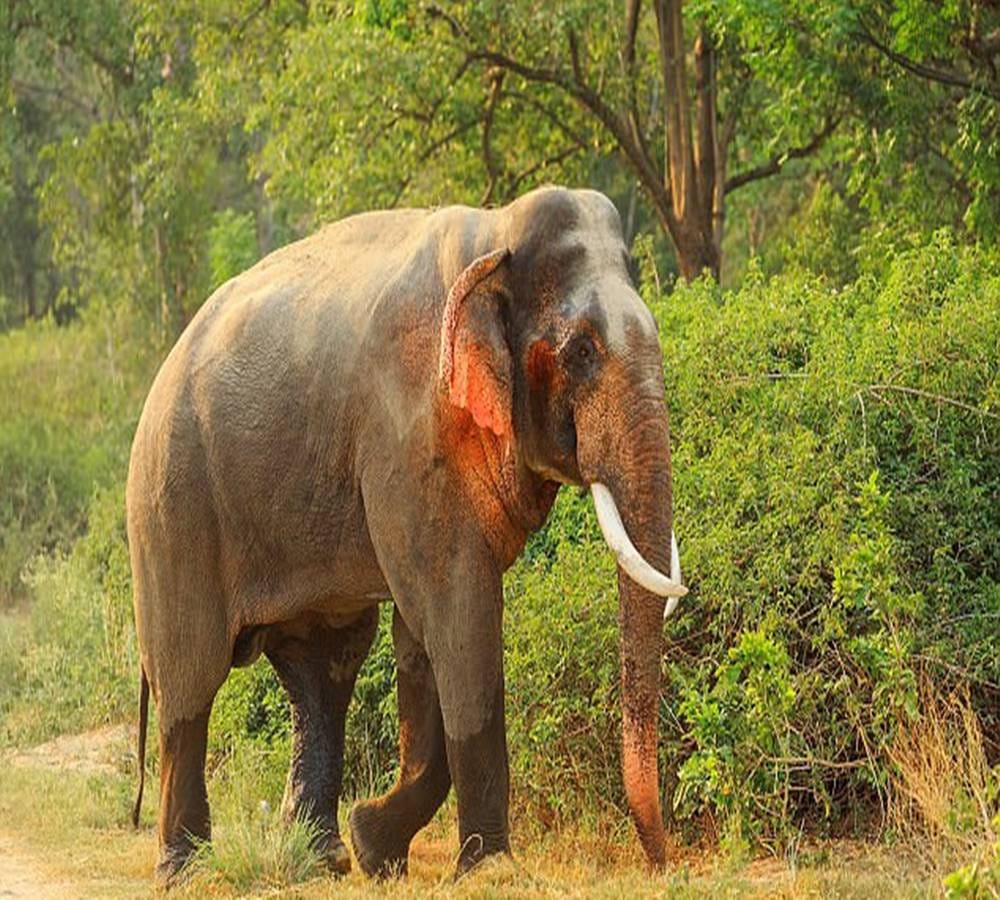 Most rare species of elephants spot in India