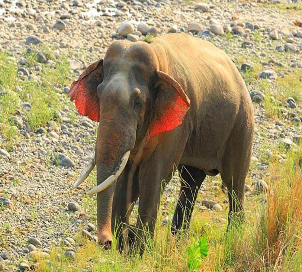 Most rare species of elephants spot in India