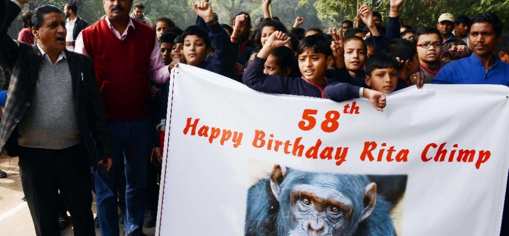 chimpanzee rita's birthday was celebrated in zoo