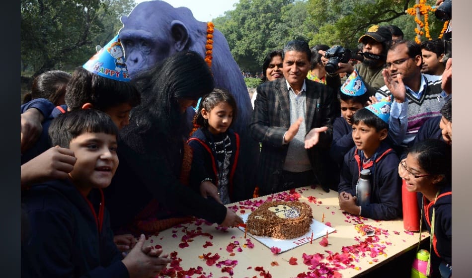 chimpanzee rita's birthday was celebrated in zoo