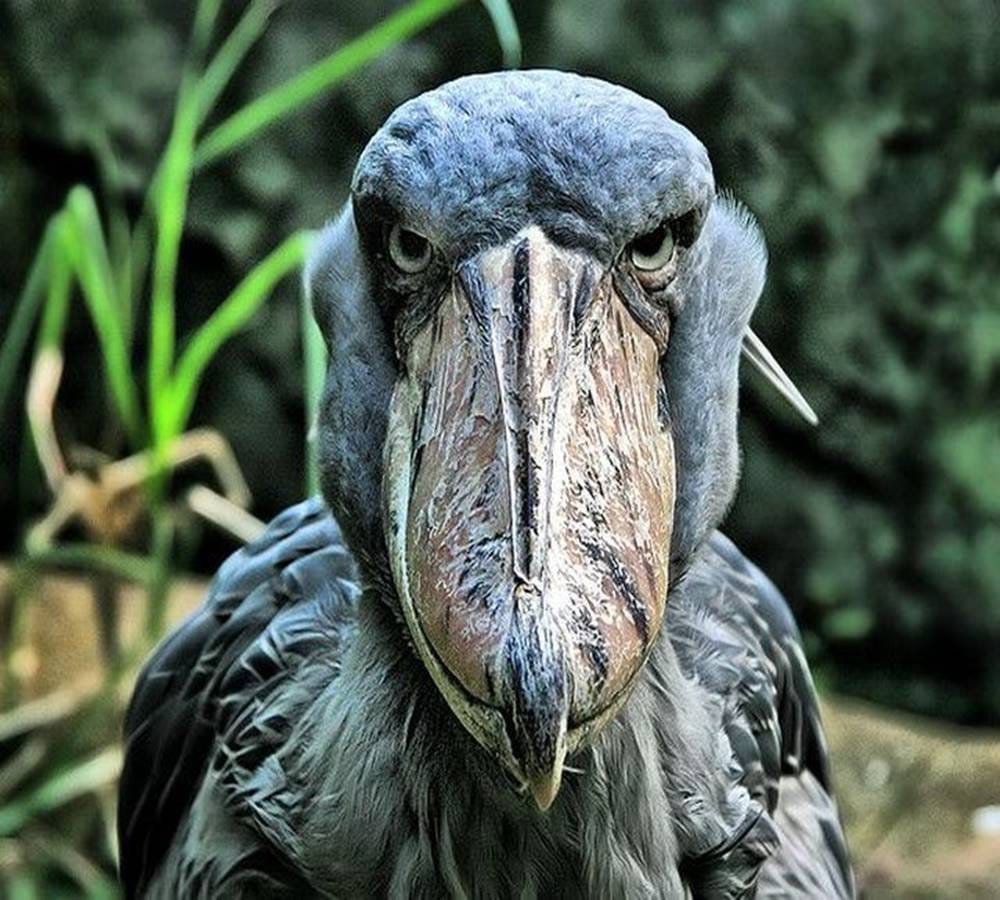 This bird eats crocodile with the Shoe beak