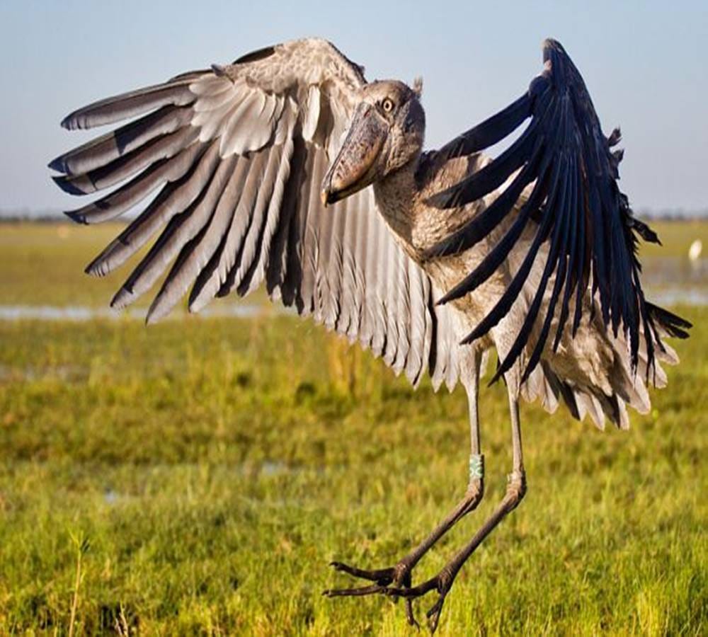 This bird eats crocodile with the Shoe beak