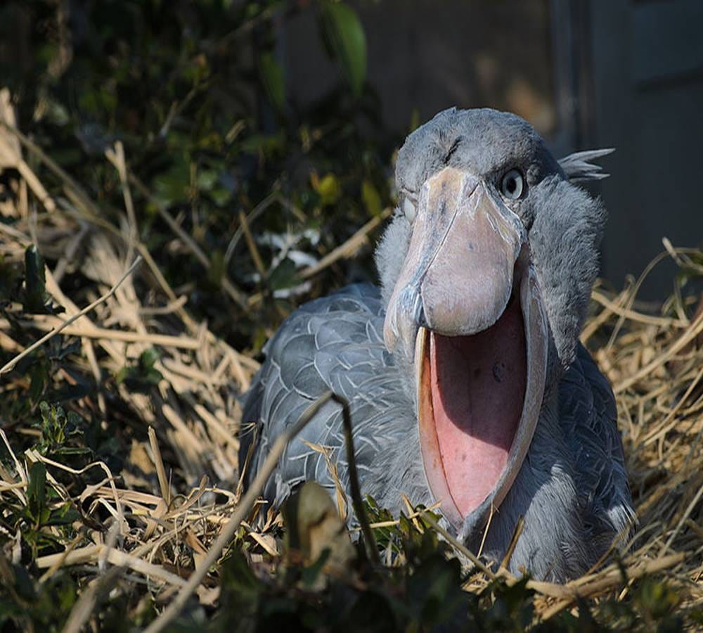 This bird eats crocodile with the Shoe beak