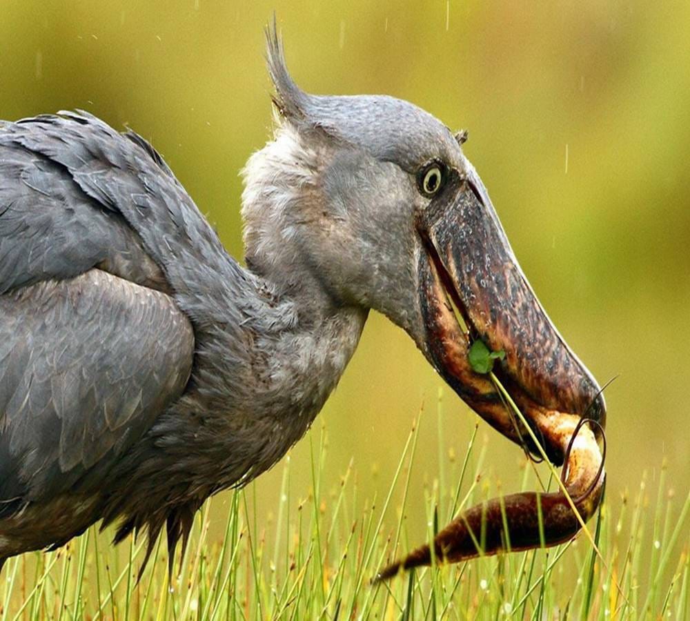 This bird eats crocodile with the Shoe beak