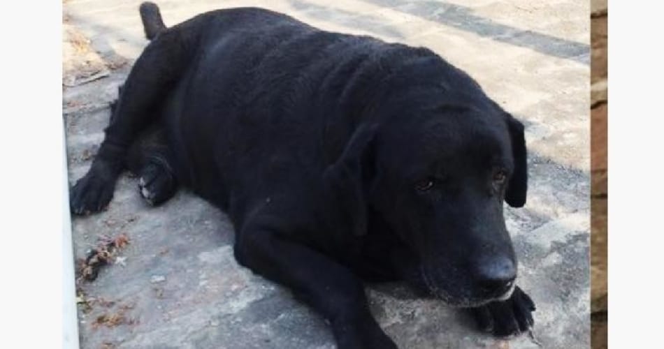 punjab police sniffer dog dhoni retirement
