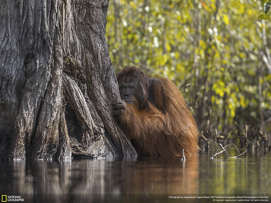 1700 biological species in danger of extinction due to humans: study
