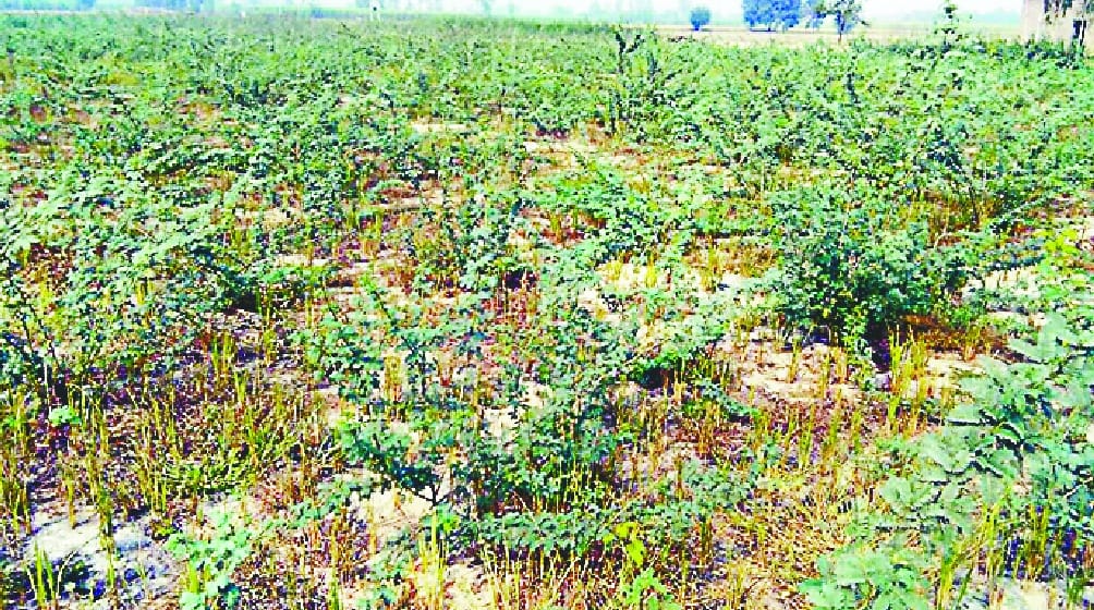 Preparations for Planting a New Record