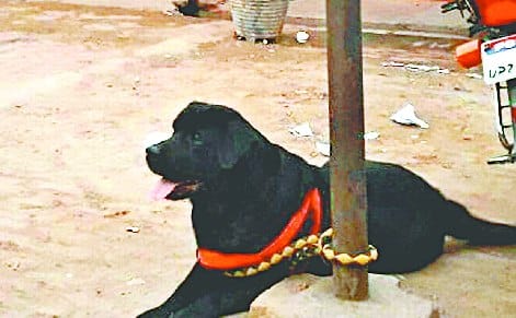 पुलिस ने खोज ही लिया कुत्ते का असली मालिक