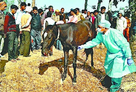 बदायूं में ग्लैंडर फारसी का प्रकोप, दो घोड़े मारे
