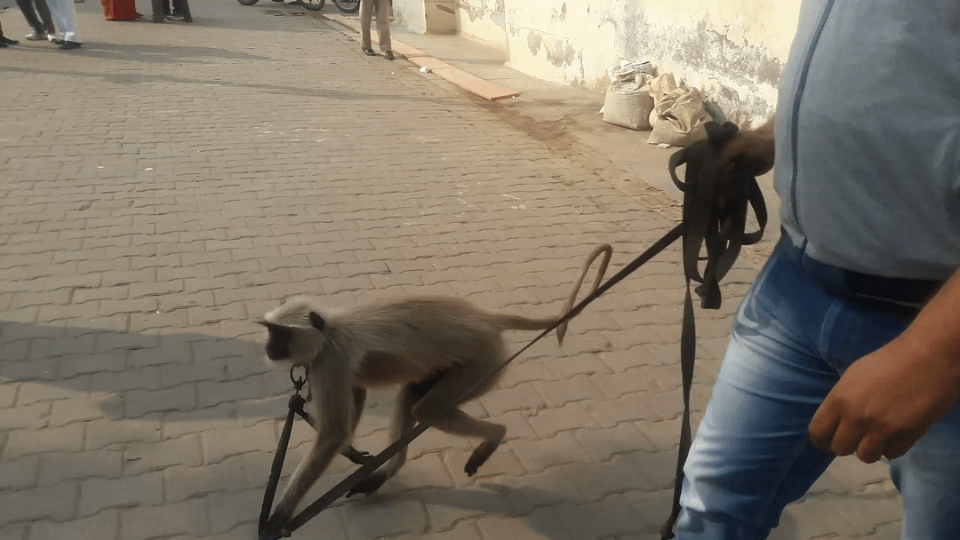 Langurs will be kept at the railway station to prevent monkeys