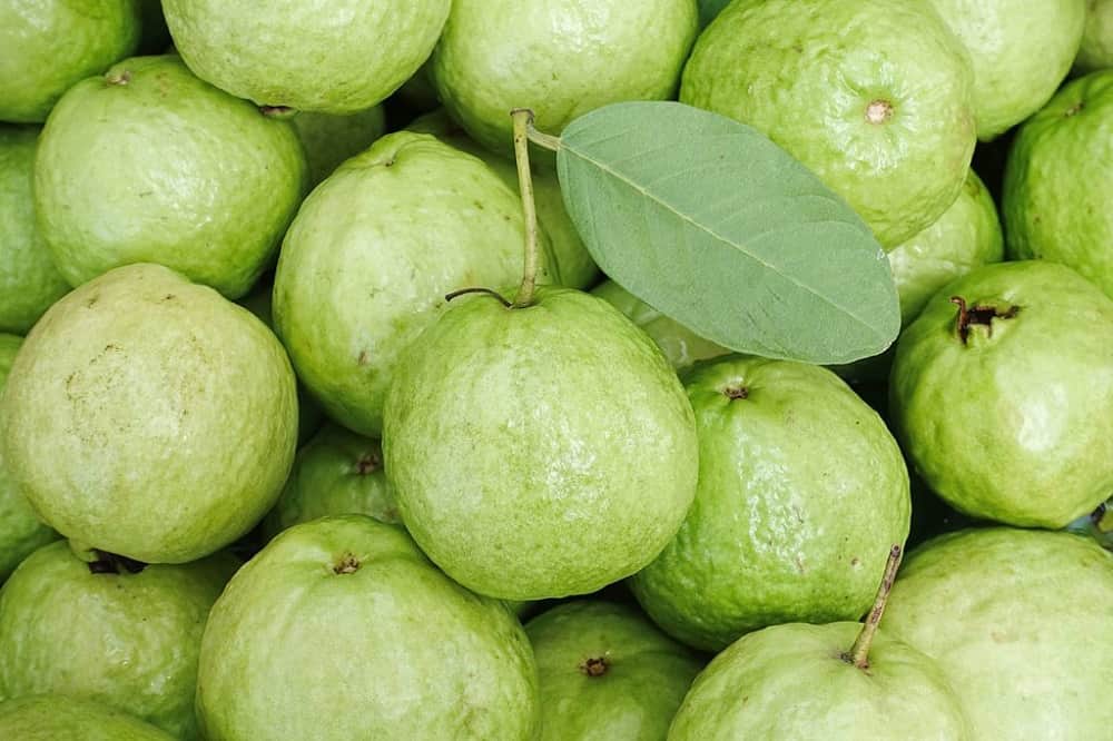 advantages of eating guava in winter season
