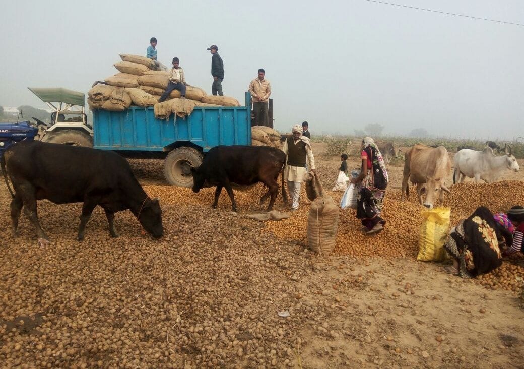 potato farmer is forced to waste their crop in uttar pradesh