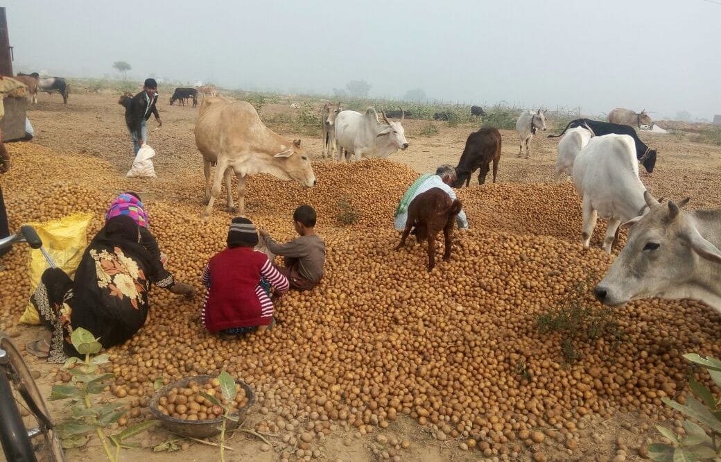potato price reaches all time low to 20 paise per kg in uttar pradesh districts
