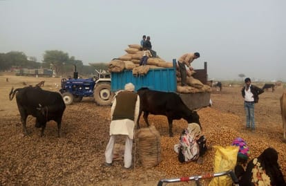 potato farmer is forced to waste their crop in uttar pradesh