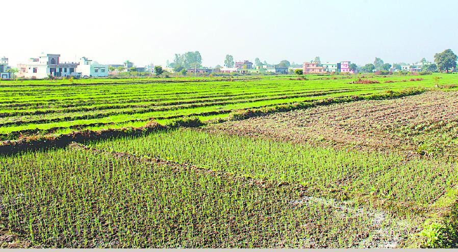 महिला प्रधान ने गरीबी से मुक्त कर दी सरली पंचायत